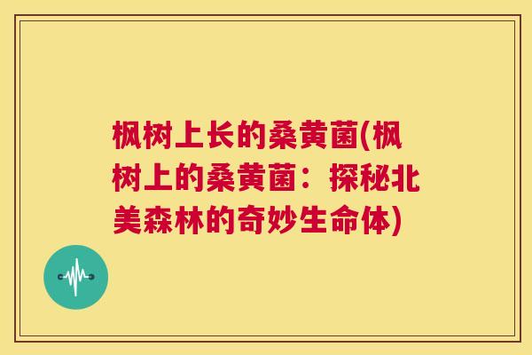 枫树上长的桑黄菌(枫树上的桑黄菌:探秘北美森林的奇妙生命体) 枫树上长的桑黄菌(枫树上的桑黄菌:探秘北美森林的奇妙生命体)