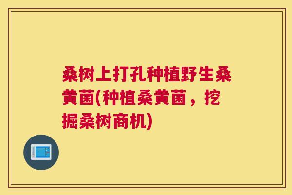 桑树上打孔种植野生桑黄菌(种植桑黄菌,挖掘桑树商机) 桑树上打孔种植野生桑黄菌(种植桑黄菌,挖掘桑树商机)