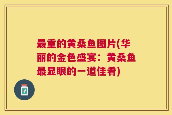 重的黄桑鱼图片(华丽的金色盛宴:黄桑鱼显眼的一道佳肴) 重的黄桑鱼图片(华丽的金色盛宴:黄桑鱼显眼的一道佳肴)
