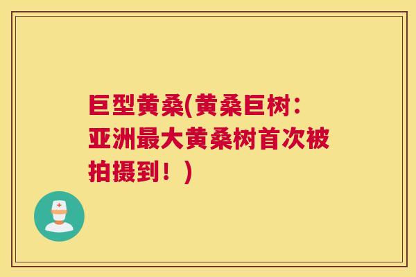 巨型黄桑(黄桑巨树:亚洲大黄桑树首次被拍摄到!) 巨型黄桑(黄桑巨树:亚洲大黄桑树首次被拍摄到!)