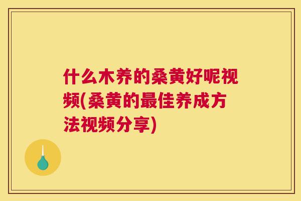 什么木养的桑黄好呢视频(桑黄的佳养成方法视频分享) 什么木养的桑黄好呢视频(桑黄的佳养成方法视频分享)