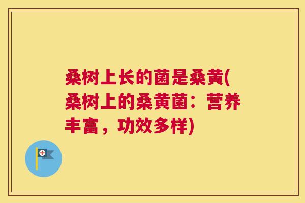 桑树上长的菌是桑黄(桑树上的桑黄菌:营养丰富,功效多样) 桑树上长的菌是桑黄(桑树上的桑黄菌:营养丰富,功效多样)