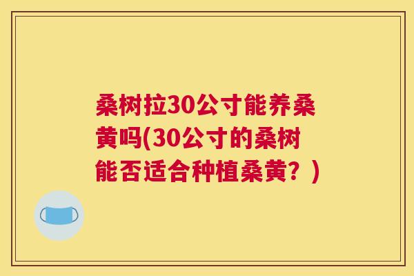 桑树拉30公寸能养桑黄吗(30公寸的桑树能否适合种植桑黄?) 桑树拉30公寸能养桑黄吗(30公寸的桑树能否适合种植桑黄?)