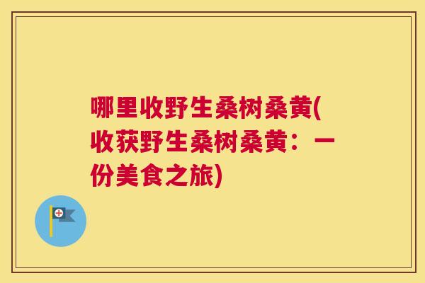 哪里收野生桑树桑黄(收获野生桑树桑黄:一份美食之旅) 哪里收野生桑树桑黄(收获野生桑树桑黄:一份美食之旅)
