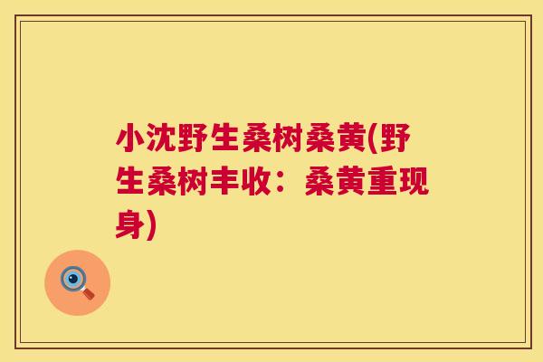 小沈野生桑树桑黄(野生桑树丰收:桑黄重现身) 小沈野生桑树桑黄(野生桑树丰收:桑黄重现身)