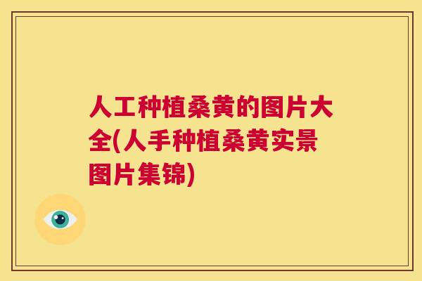 人工种植桑黄的图片大全(人手种植桑黄实景图片集锦) 人工种植桑黄的图片大全(人手种植桑黄实景图片集锦)