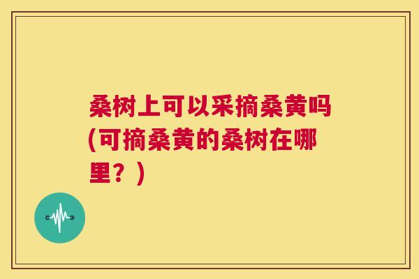 桑树上可以采摘桑黄吗(可摘桑黄的桑树在哪里?) 桑树上可以采摘桑黄吗(可摘桑黄的桑树在哪里?)