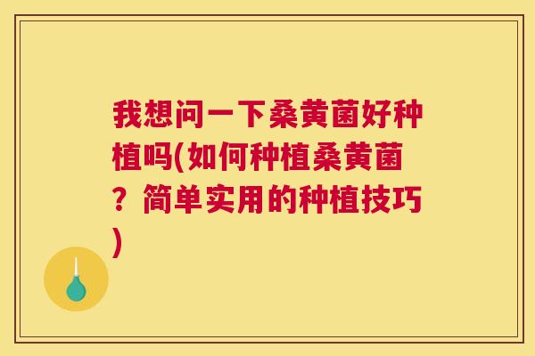 我想问一下桑黄菌好种植吗(如何种植桑黄菌?简单实用的种植技巧) 我想问一下桑黄菌好种植吗(如何种植桑黄菌?简单实用的种植技巧)