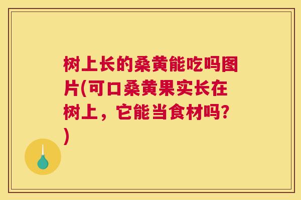 树上长的桑黄能吃吗图片(可口桑黄果实长在树上,它能当食材吗?) 树上长的桑黄能吃吗图片(可口桑黄果实长在树上,它能当食材吗?)
