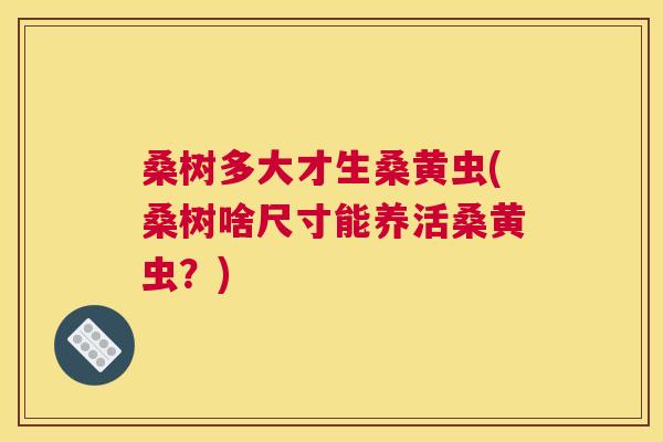 桑树多大才生桑黄虫(桑树啥尺寸能养活桑黄虫?) 桑树多大才生桑黄虫(桑树啥尺寸能养活桑黄虫?)