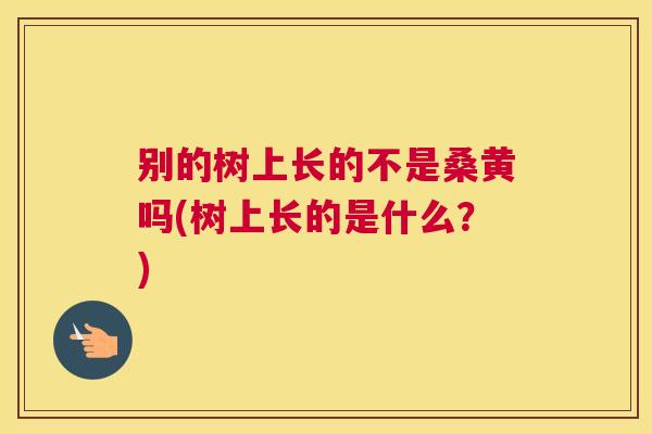 别的树上长的不是桑黄吗(树上长的是什么?) 别的树上长的不是桑黄吗(树上长的是什么?)
