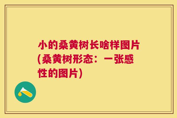 小的桑黄树长啥样图片(桑黄树形态:一张感性的图片) 小的桑黄树长啥样图片(桑黄树形态:一张感性的图片)