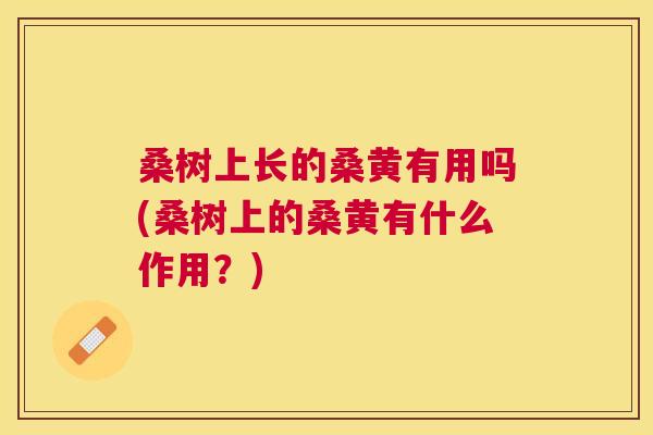 桑树上长的桑黄有用吗(桑树上的桑黄有什么作用?) 桑树上长的桑黄有用吗(桑树上的桑黄有什么作用?)