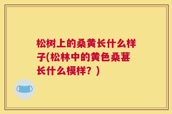 松树上的桑黄长什么样子(松林中的黄色桑葚长什么模样?) 松树上的桑黄长什么样子(松林中的黄色桑葚长什么模样?)