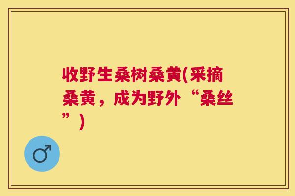 收野生桑树桑黄(采摘桑黄,成为野外“桑丝”) 收野生桑树桑黄(采摘桑黄,成为野外“桑丝”)