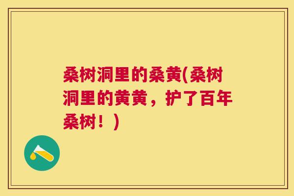 桑树洞里的桑黄(桑树洞里的黄黄,护了百年桑树!) 桑树洞里的桑黄(桑树洞里的黄黄,护了百年桑树!)