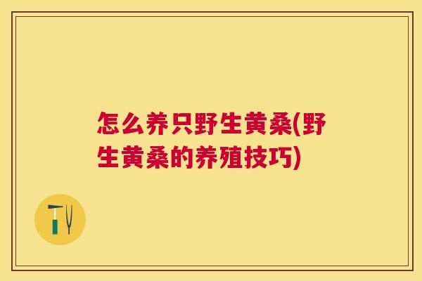 怎么养只野生黄桑(野生黄桑的养殖技巧) 怎么养只野生黄桑(野生黄桑的养殖技巧)