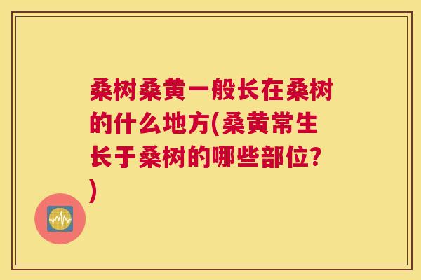 桑树桑黄一般长在桑树的什么地方(桑黄常生长于桑树的哪些部位?) 桑树桑黄一般长在桑树的什么地方(桑黄常生长于桑树的哪些部位?)