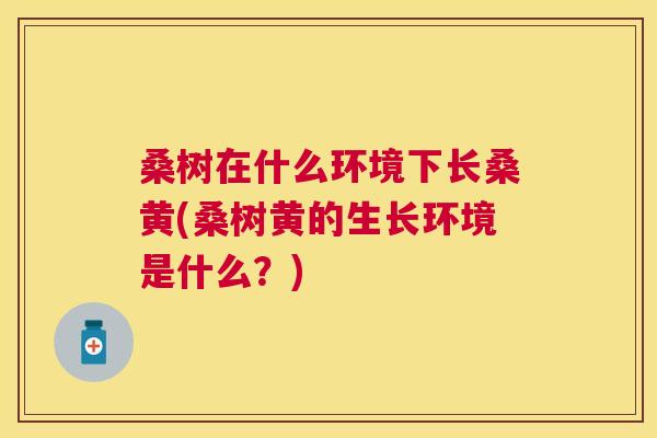 桑树在什么环境下长桑黄(桑树黄的生长环境是什么?) 桑树在什么环境下长桑黄(桑树黄的生长环境是什么?)