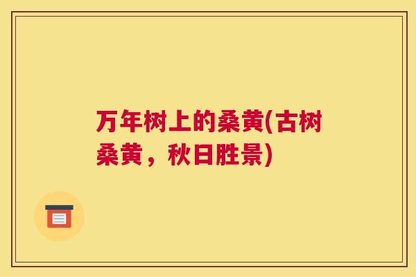 万年树上的桑黄(古树桑黄，秋日胜景)