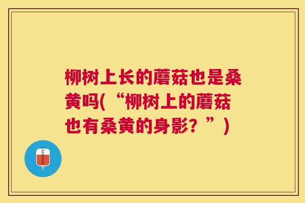 柳树上长的蘑菇也是桑黄吗(“柳树上的蘑菇也有桑黄的身影?”) 柳树上长的蘑菇也是桑黄吗(“柳树上的蘑菇也有桑黄的身影?”)