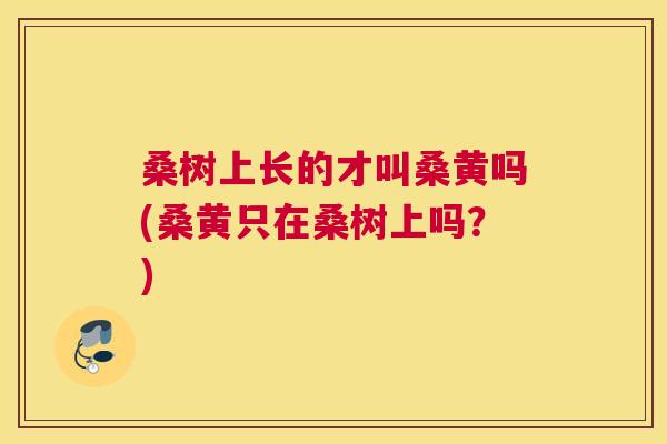 桑树上长的才叫桑黄吗(桑黄只在桑树上吗?) 桑树上长的才叫桑黄吗(桑黄只在桑树上吗?)