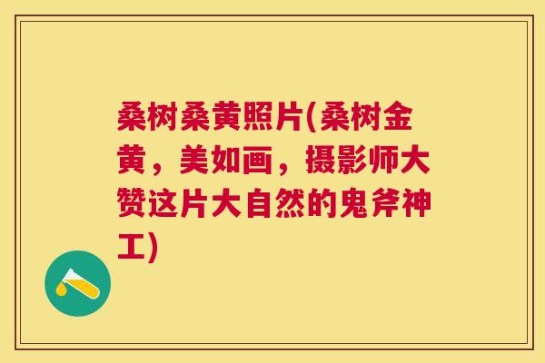 桑树桑黄照片(桑树金黄,美如画,摄影师大赞这片大自然的鬼斧神工) 桑树桑黄照片(桑树金黄,美如画,摄影师大赞这片大自然的鬼斧神工)