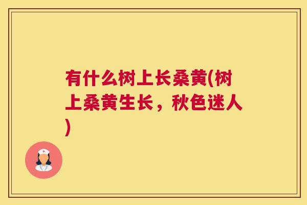 有什么树上长桑黄(树上桑黄生长,秋色迷人) 有什么树上长桑黄(树上桑黄生长,秋色迷人)