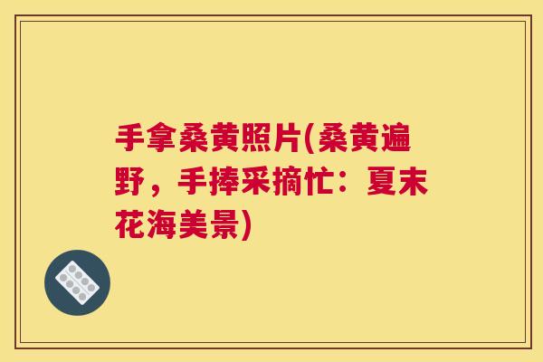 手拿桑黄照片(桑黄遍野，手捧采摘忙：夏末花海美景)
