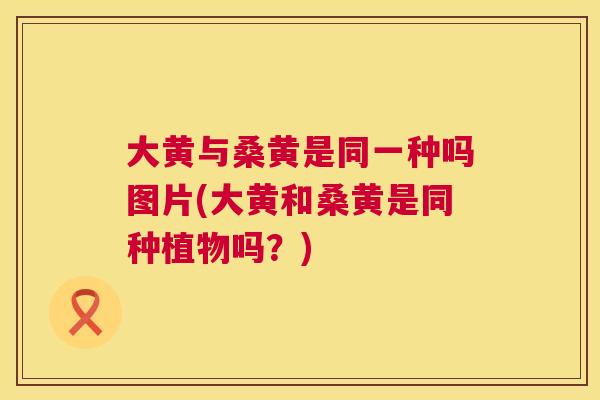 大黄与桑黄是同一种吗图片(大黄和桑黄是同种植物吗?) 大黄与桑黄是同一种吗图片(大黄和桑黄是同种植物吗?)