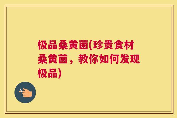 极品桑黄菌(珍贵食材桑黄菌,教你如何发现极品) 极品桑黄菌(珍贵食材桑黄菌,教你如何发现极品)