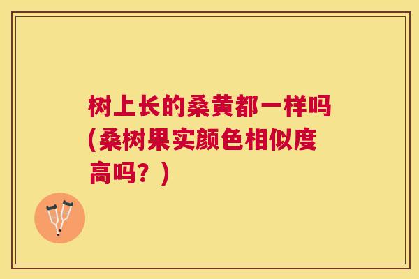 树上长的桑黄都一样吗(桑树果实颜色相似度高吗?) 树上长的桑黄都一样吗(桑树果实颜色相似度高吗?)