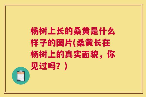 杨树上长的桑黄是什么样子的图片(桑黄长在杨树上的真实面貌,你见过吗?) 杨树上长的桑黄是什么样子的图片(桑黄长在杨树上的真实面貌,你见过吗?)