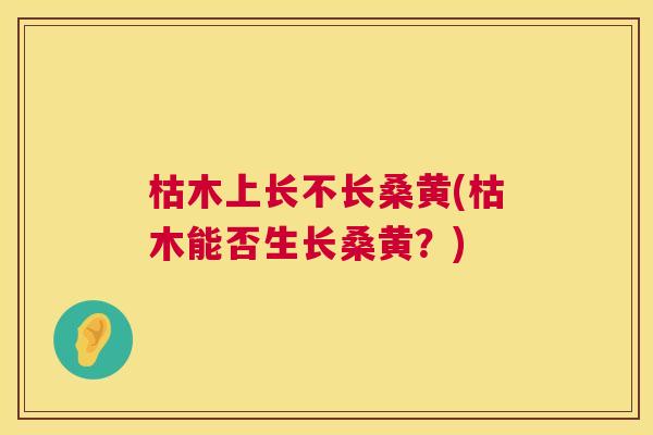 枯木上长不长桑黄(枯木能否生长桑黄?) 枯木上长不长桑黄(枯木能否生长桑黄?)
