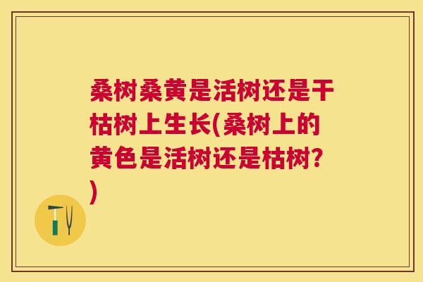 桑树桑黄是活树还是干枯树上生长(桑树上的黄色是活树还是枯树?) 桑树桑黄是活树还是干枯树上生长(桑树上的黄色是活树还是枯树?)