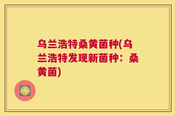 乌兰浩特桑黄菌种(乌兰浩特发现新菌种:桑黄菌) 乌兰浩特桑黄菌种(乌兰浩特发现新菌种:桑黄菌)
