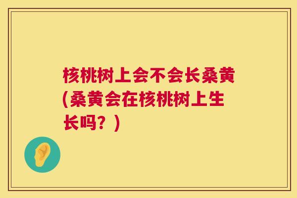核桃树上会不会长桑黄(桑黄会在核桃树上生长吗?) 核桃树上会不会长桑黄(桑黄会在核桃树上生长吗?)