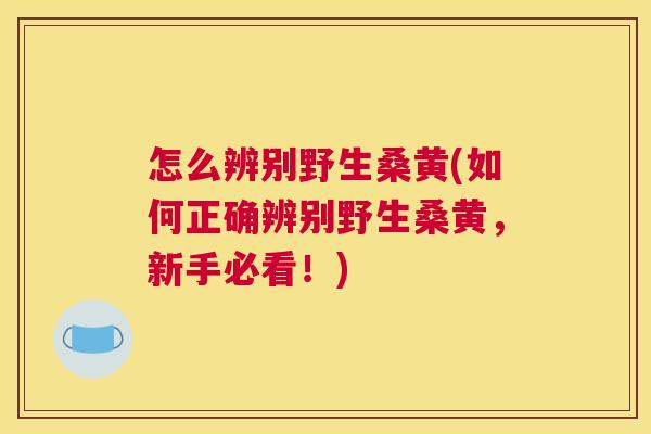 怎么辨别野生桑黄(如何正确辨别野生桑黄,新手必看!) 怎么辨别野生桑黄(如何正确辨别野生桑黄,新手必看!)