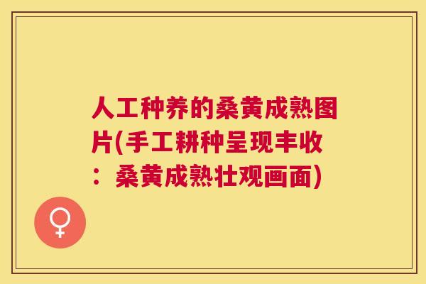 人工种养的桑黄成熟图片(手工耕种呈现丰收:桑黄成熟壮观画面) 人工种养的桑黄成熟图片(手工耕种呈现丰收:桑黄成熟壮观画面)