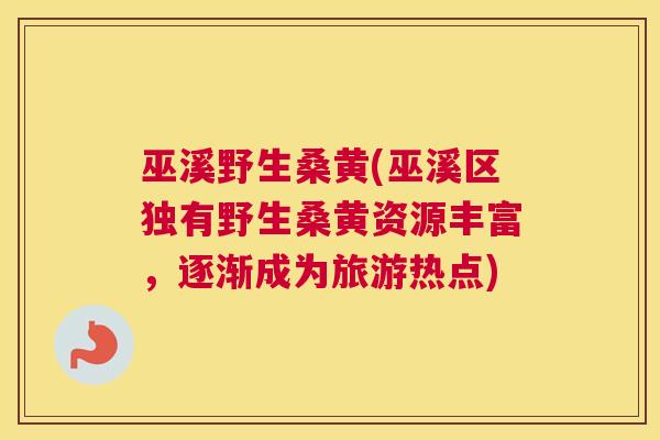 巫溪野生桑黄(巫溪区独有野生桑黄资源丰富,逐渐成为旅游热点) 巫溪野生桑黄(巫溪区独有野生桑黄资源丰富,逐渐成为旅游热点)