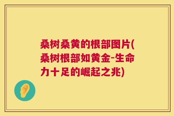 桑树桑黄的根部图片(桑树根部如黄金-生命力十足的崛起之兆) 桑树桑黄的根部图片(桑树根部如黄金-生命力十足的崛起之兆)