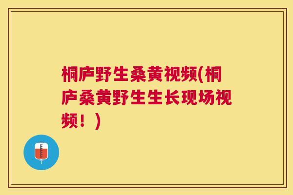 桐庐野生桑黄视频(桐庐桑黄野生生长现场视频!) 桐庐野生桑黄视频(桐庐桑黄野生生长现场视频!)