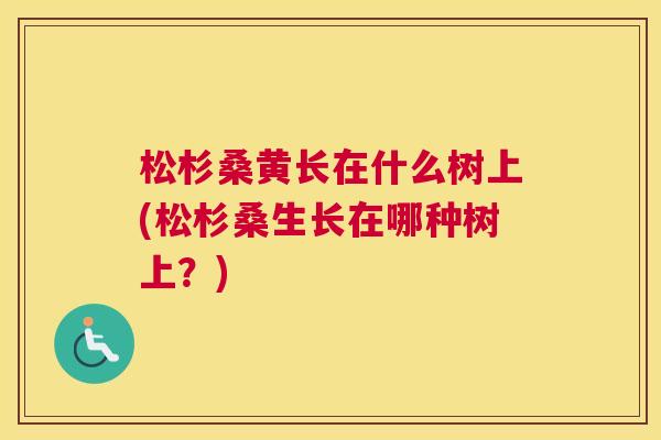 松杉桑黄长在什么树上(松杉桑生长在哪种树上?) 松杉桑黄长在什么树上(松杉桑生长在哪种树上?)