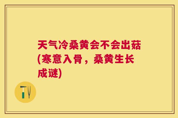天气冷桑黄会不会出菇(寒意入骨,桑黄生长成谜) 天气冷桑黄会不会出菇(寒意入骨,桑黄生长成谜)