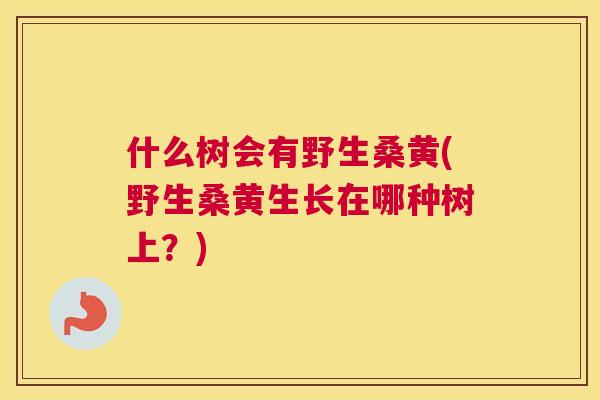 什么树会有野生桑黄(野生桑黄生长在哪种树上?) 什么树会有野生桑黄(野生桑黄生长在哪种树上?)