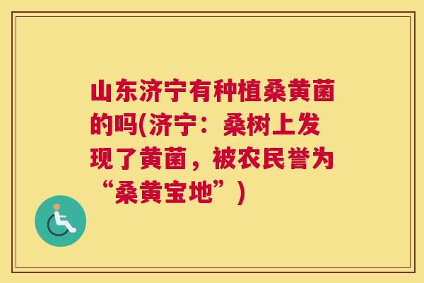 山东济宁有种植桑黄菌的吗(济宁:桑树上发现了黄菌,被农民誉为“桑黄宝地”) 山东济宁有种植桑黄菌的吗(济宁:桑树上发现了黄菌,被农民誉为“桑黄宝地”)