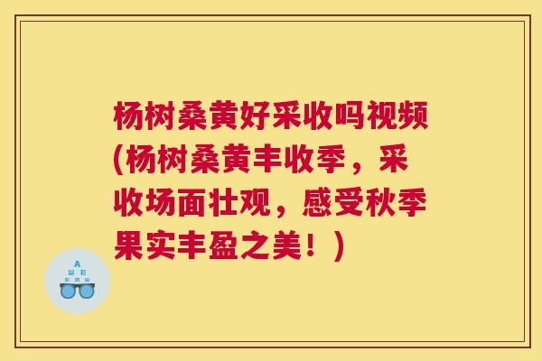 杨树桑黄好采收吗视频(杨树桑黄丰收季,采收场面壮观,感受秋季果实丰盈之美!) 杨树桑黄好采收吗视频(杨树桑黄丰收季,采收场面壮观,感受秋季果实丰盈之美!)