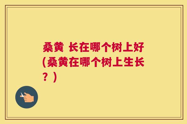 桑黄 长在哪个树上好(桑黄在哪个树上生长?) 桑黄 长在哪个树上好(桑黄在哪个树上生长?)