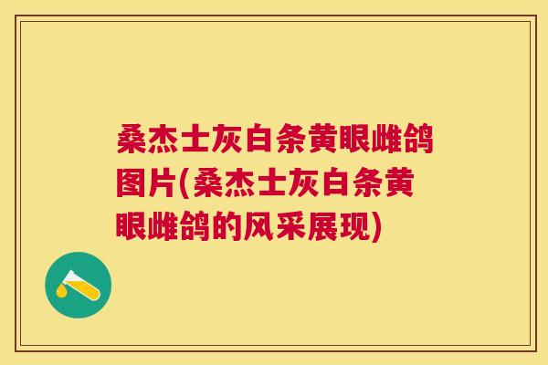 桑杰士灰白条黄眼雌鸽图片(桑杰士灰白条黄眼雌鸽的风采展现) 桑杰士灰白条黄眼雌鸽图片(桑杰士灰白条黄眼雌鸽的风采展现)