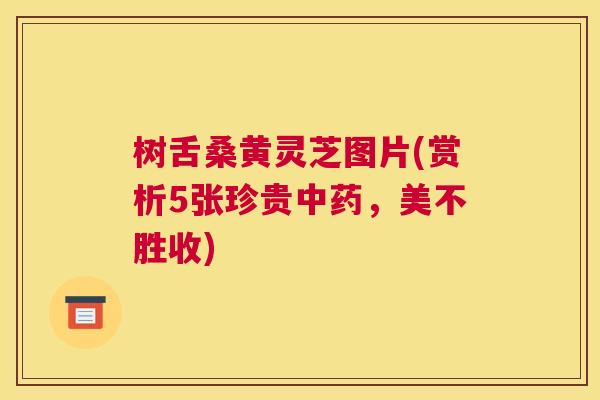 树舌桑黄灵芝图片(赏析5张珍贵,美不胜收) 树舌桑黄灵芝图片(赏析5张珍贵,美不胜收)